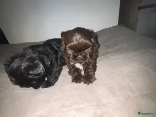 Shih Tzu honden Prachtige Shih Tzu pups - Advertentie 2