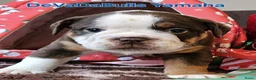 Old English Bulldog honden te koop: 2 Old english bulldog reutjes mogen nest verlaten  - Advertentie 6