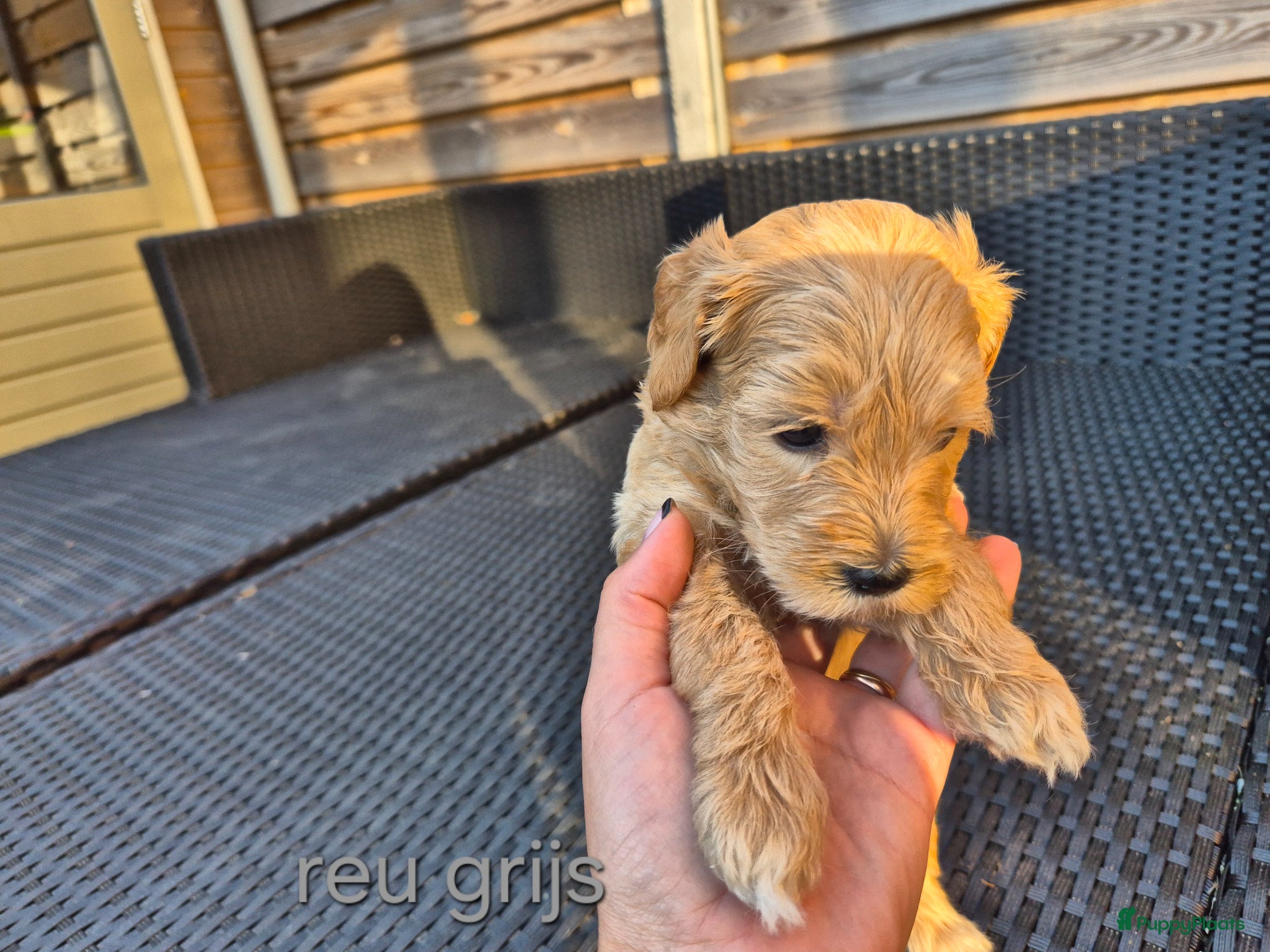 Australian Labradoodle honden Australian Labradoodle puppy's, stamboom inde lijn - Advertentie 1