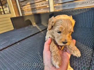 Australian Labradoodle honden Australian Labradoodle puppy's, stamboom inde lijn - Advertentie 5