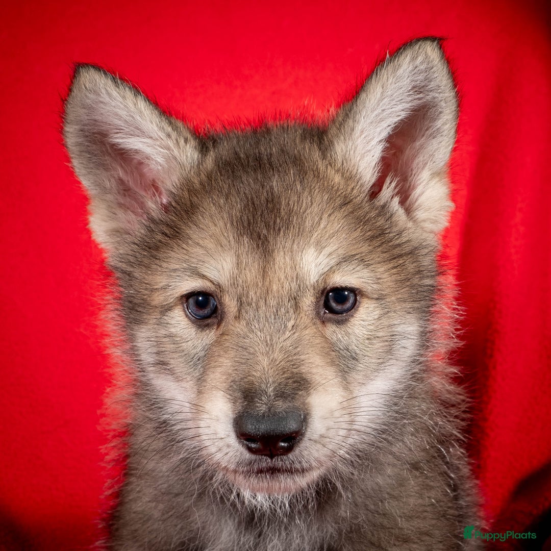 Saarlooswolfhond honden te koop: Reutje zoekt mandje - Advertentie 2