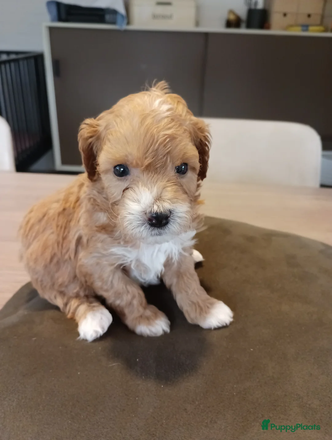 Maltipoo honden te koop: Maltipoo pups beschikbaar  - Advertentie 2