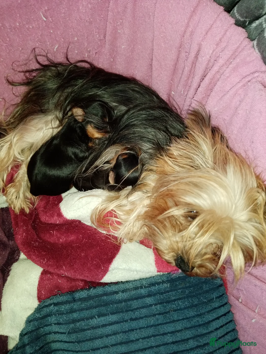 Yorkshire Terriër honden te koop: Yirkshire terrier  - Advertentie 7