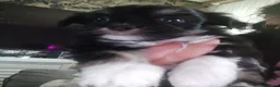 Shih Tzu honden te koop: Shihtzu  - Advertentie 2