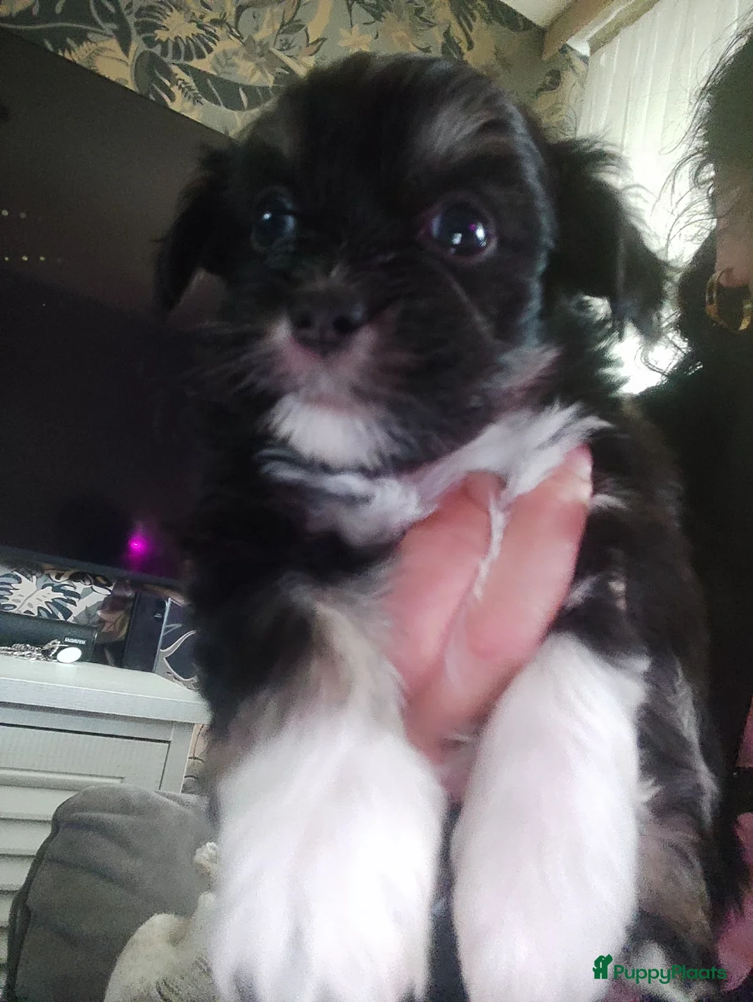 Shih Tzu honden te koop: Shihtzu  - Advertentie 2