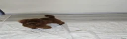 Poedel Toy honden te koop: 🐾  Toy Poedel pups (rood/bruin) 🐾   - Advertentie 4