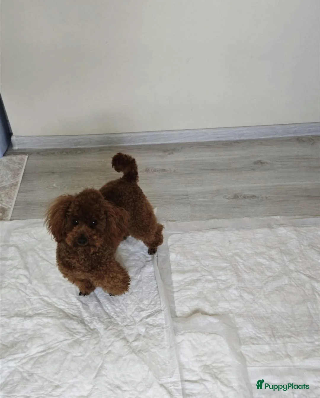 Poedel Toy honden te koop: 🐾  Toy Poedel pups (rood/bruin) 🐾   - Advertentie 4