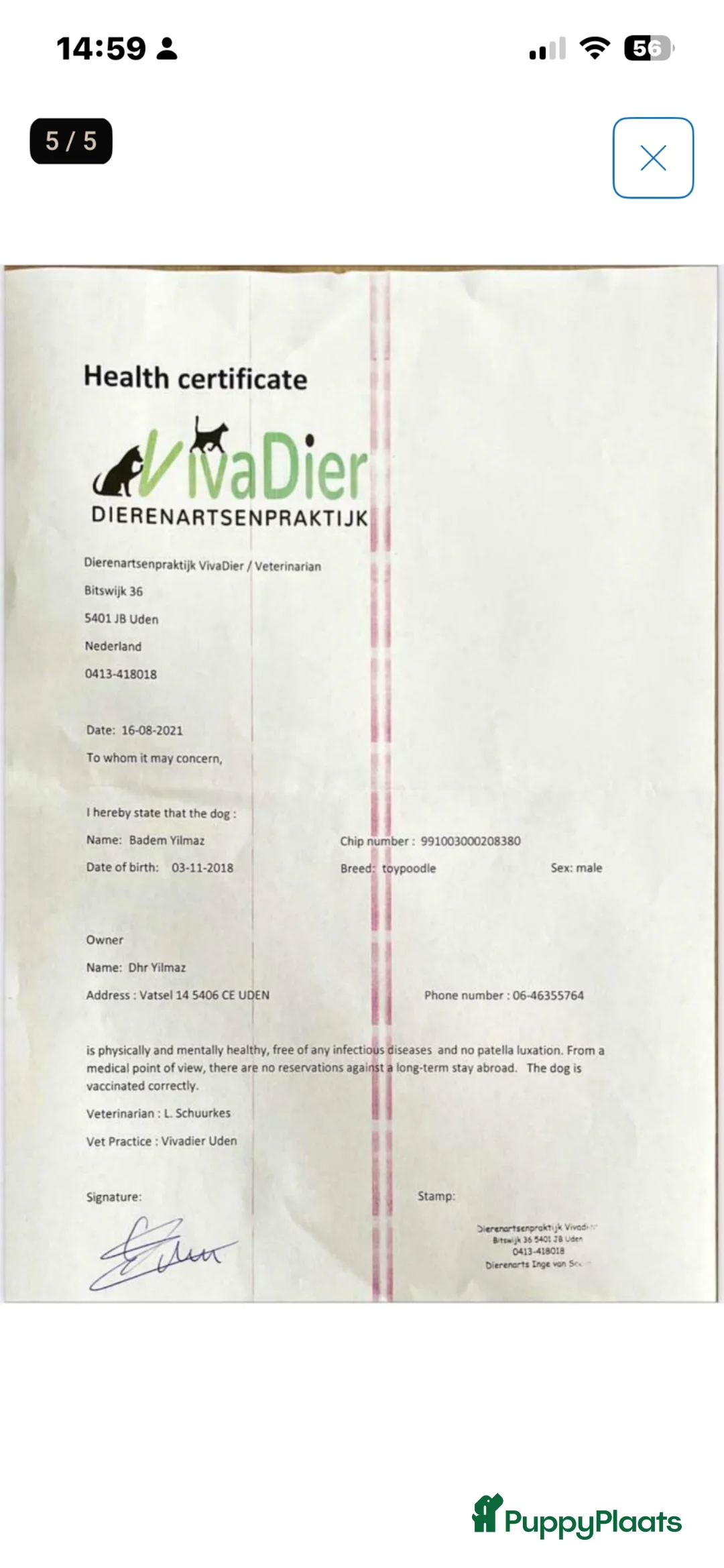 Kruising honden te koop: Super knappe boompoo pups  - Advertentie 12