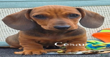 Teckel (korthaar)  honden - Advertentie 1