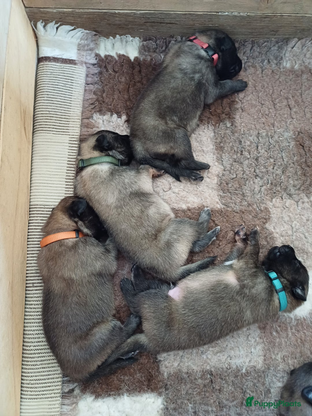 Tervuerense Herder honden te koop: Tervuerense herder pups - Afbeelding 7