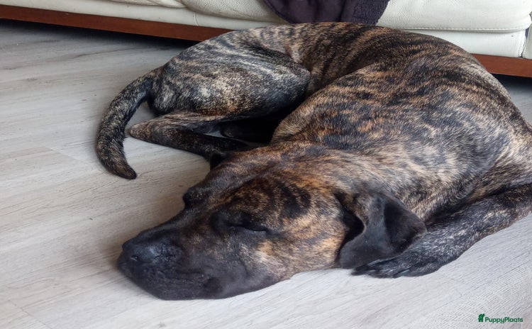 Kruising honden Pressa/Fila pups verwacht 14/11 - Advertentie 7