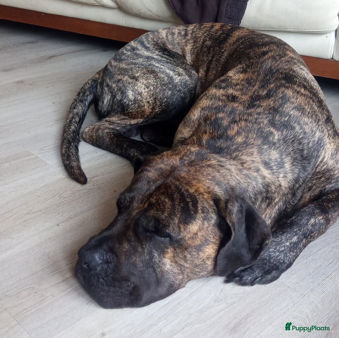 Kruising honden te koop: Pressa/Fila pups verwacht 14/11 - Advertentie 1