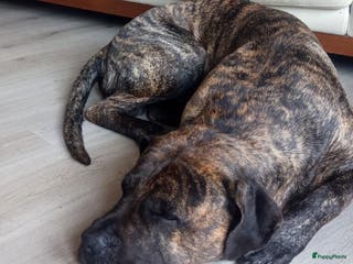 Kruising honden Pressa/Fila pups verwacht 14/11 - Advertentie 12