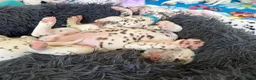 Dalmatiër honden te koop: Dalmatier pups - Advertentie 7