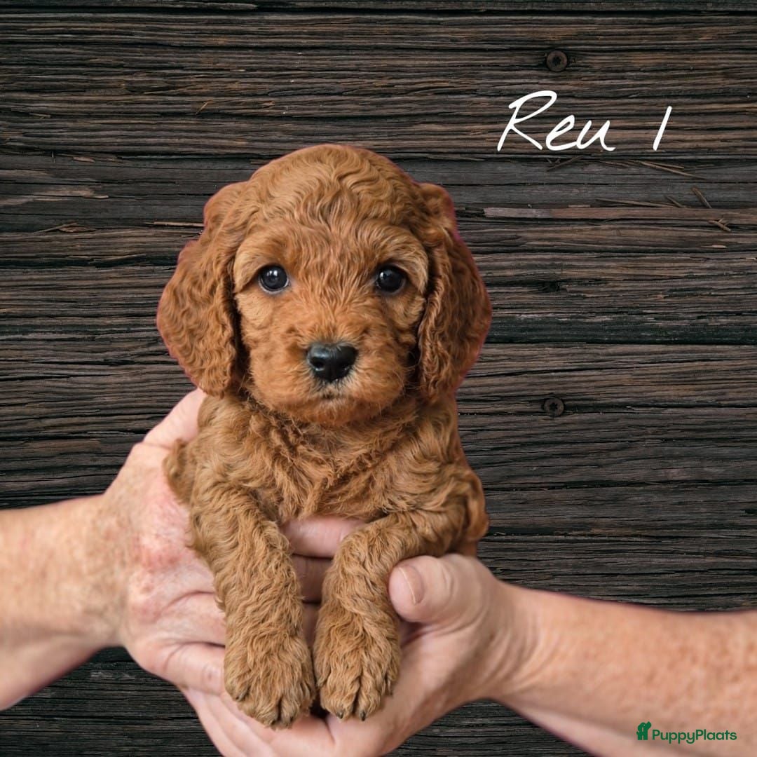 Cavapoo honden Prachtige Cavapoo pups beschikbaar  - Advertentie 8