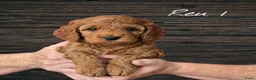 Cavapoo honden te koop: Prachtige Cavapoo pups beschikbaar  - Advertentie 1