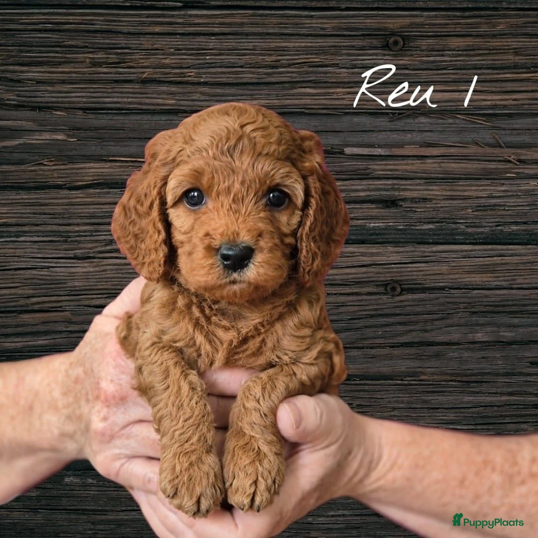Cavapoo honden te koop: Prachtige Cavapoo pups beschikbaar  - Advertentie 1
