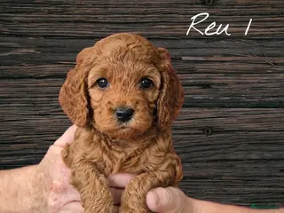 Cavapoo honden Prachtige Cavapoo pups beschikbaar - Advertentie 8