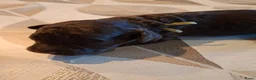 Labradoodle honden te koop: Chocolade bruine labradoodle puppies - Advertentie 3