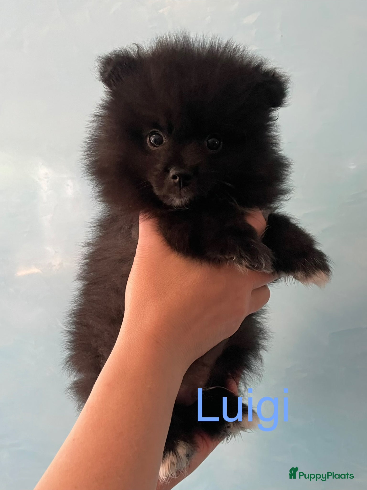 Pomeriaan honden 4 Prachtige Pomeriaan/dwergkees pups.🩵🩷 - Advertentie 1
