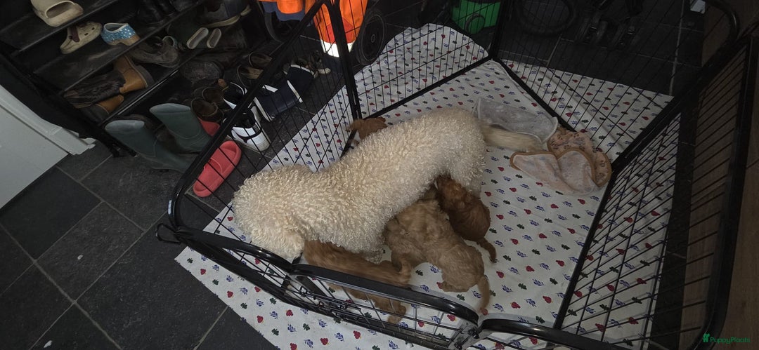 Kruising honden te koop: Mini labradoodle f4 - Advertentie 5