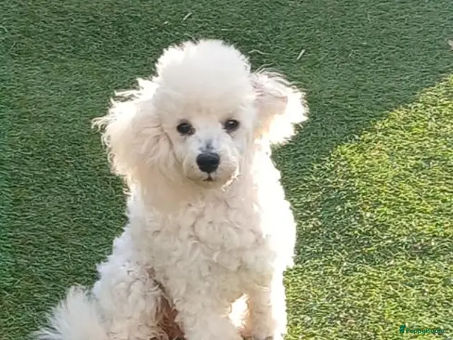 Poedel Toy honden te koop: Schitterend toy poedel teefje - Advertentie 1
