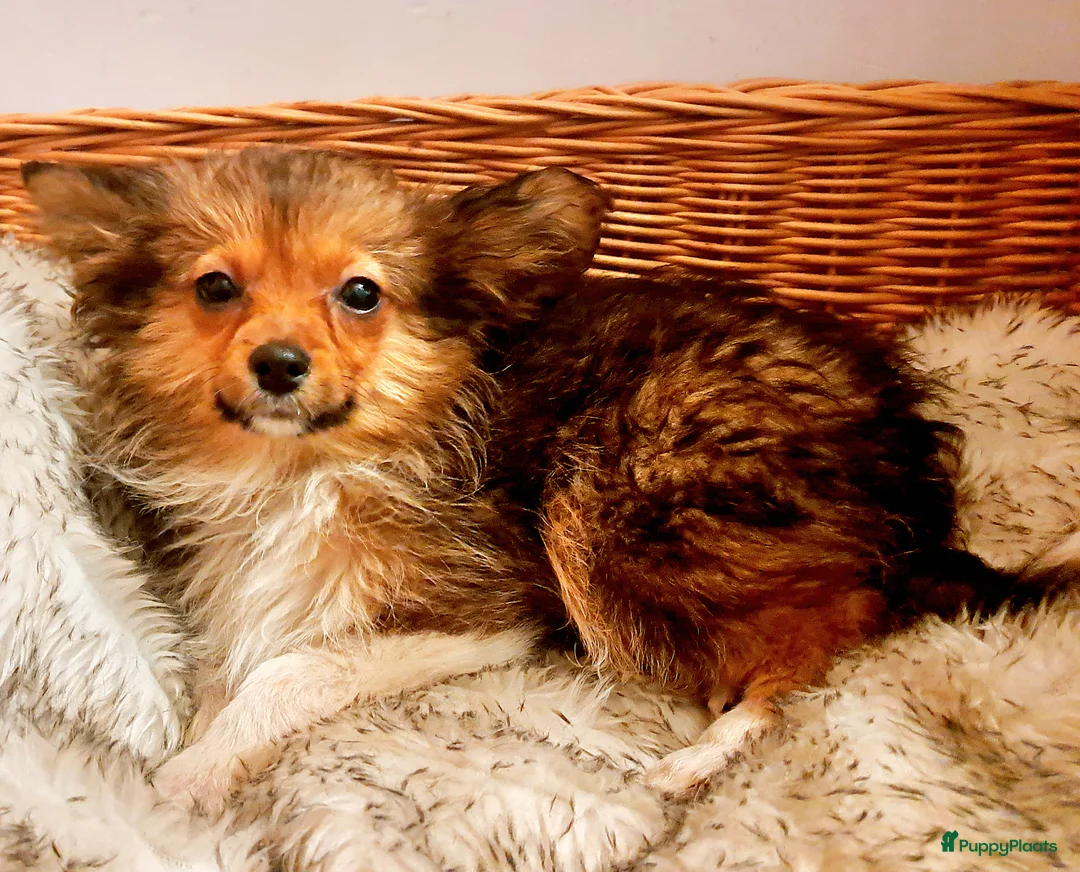 Kruising honden te koop: Driekleur reutje toy Papilla - Advertentie 5