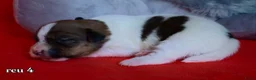 Jack Russel Terriër honden te koop: Lieve Jack Russell pups - Advertentie 5