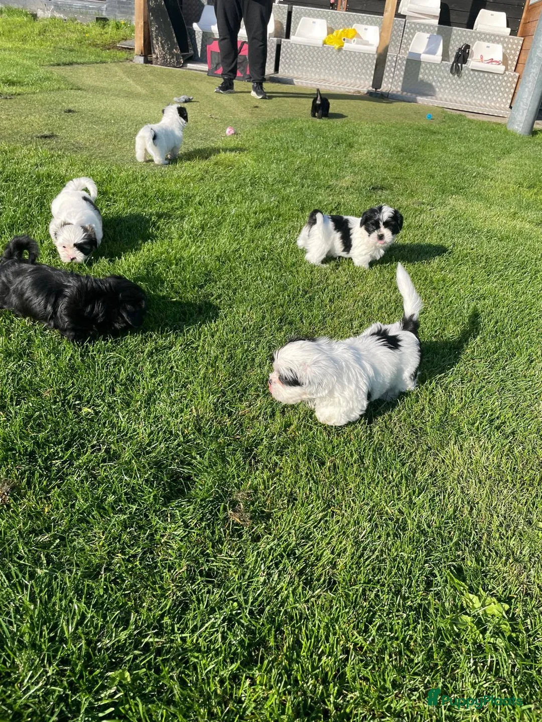 Shih Tzu honden te koop: te koop - Advertentie 2