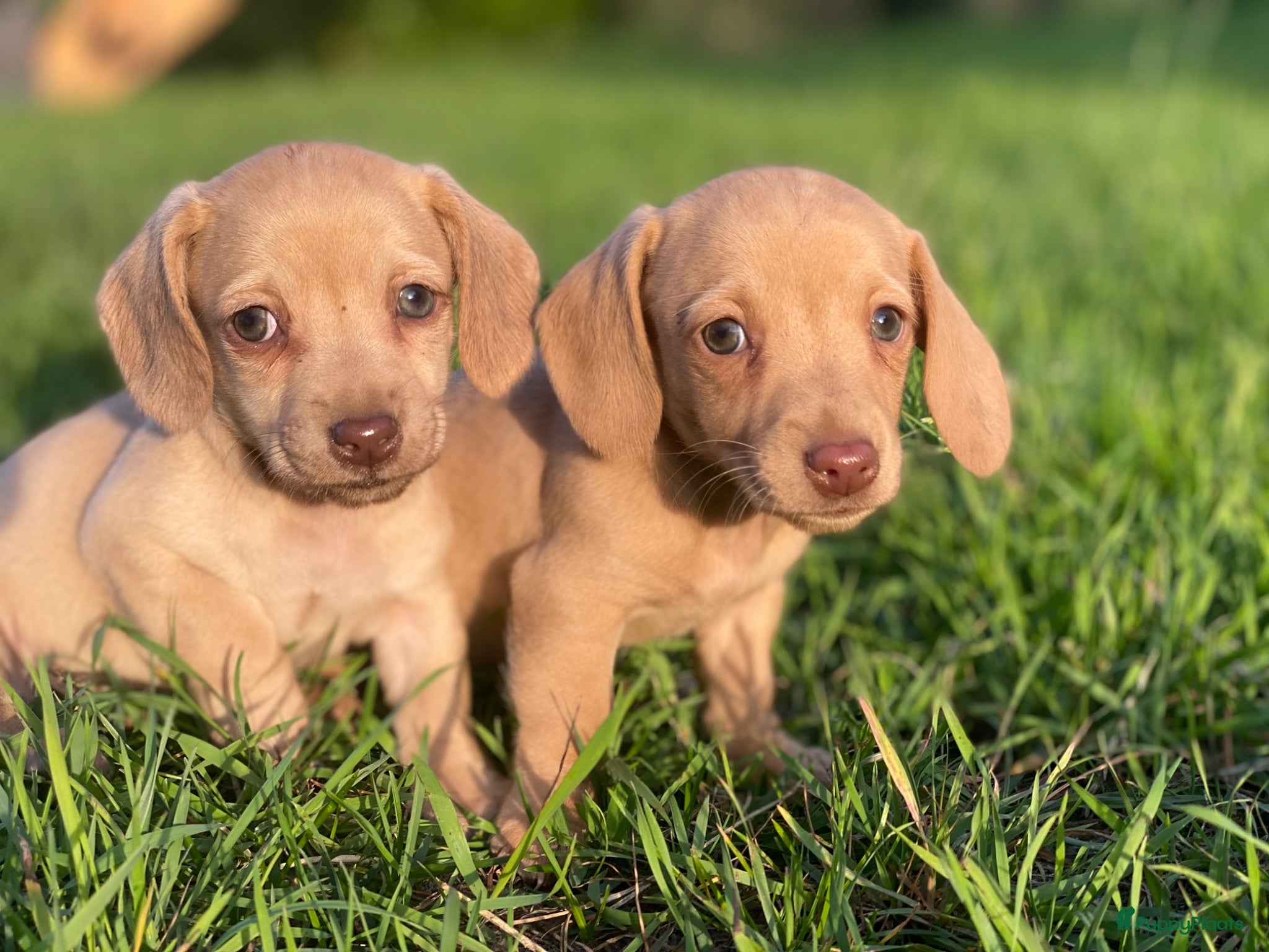 Kruising honden Kortharige teckels met vleugje chihuahua  - Advertentie 1