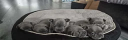 Franse Bulldog honden te koop:  Prachtige Blauwe Bulldog puppy’s thuisnestje - Advertentie 22