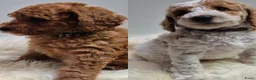 Cockapoo honden te koop: Cockapoo teefje en reutje - Advertentie 1
