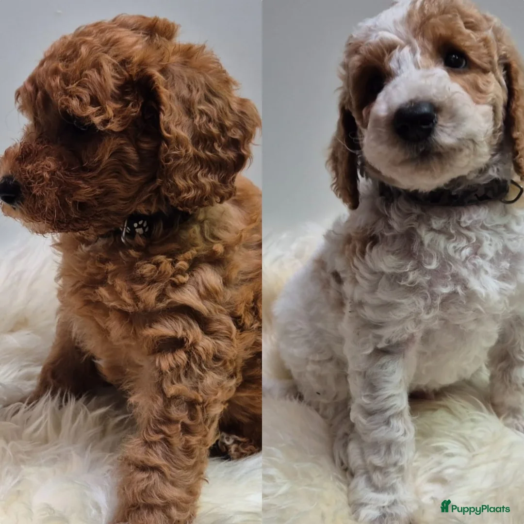 Cockapoo honden te koop: Cockapoo teefje en reutje - Advertentie 1