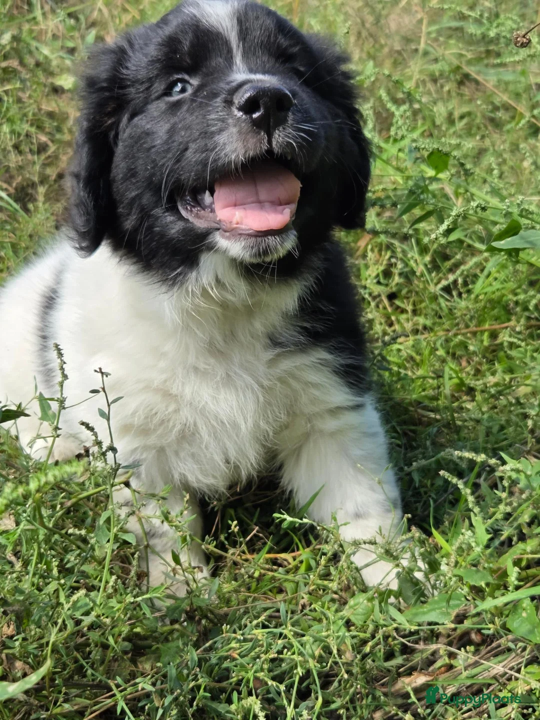Kruising honden te koop: Friese Stabij/Border CollieX Friese Stabij reutjes - Advertentie 2
