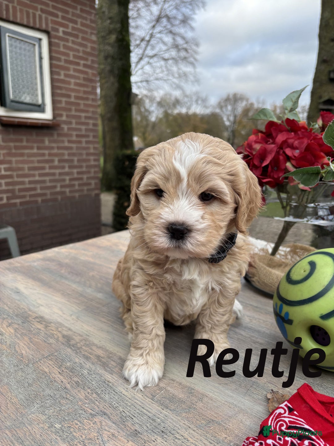 Kruising honden te koop: Schattige Boomer Puppy's - Advertentie 7