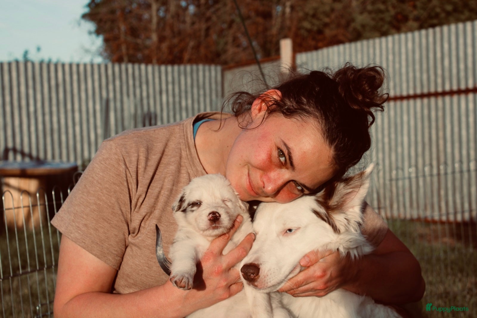 Border Collie honden te koop: Mooie speciale lieve Merle puppies - Advertentie 30