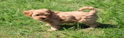 Maltipoo honden te koop: Leuke Maltipoo pups. - Advertentie 7