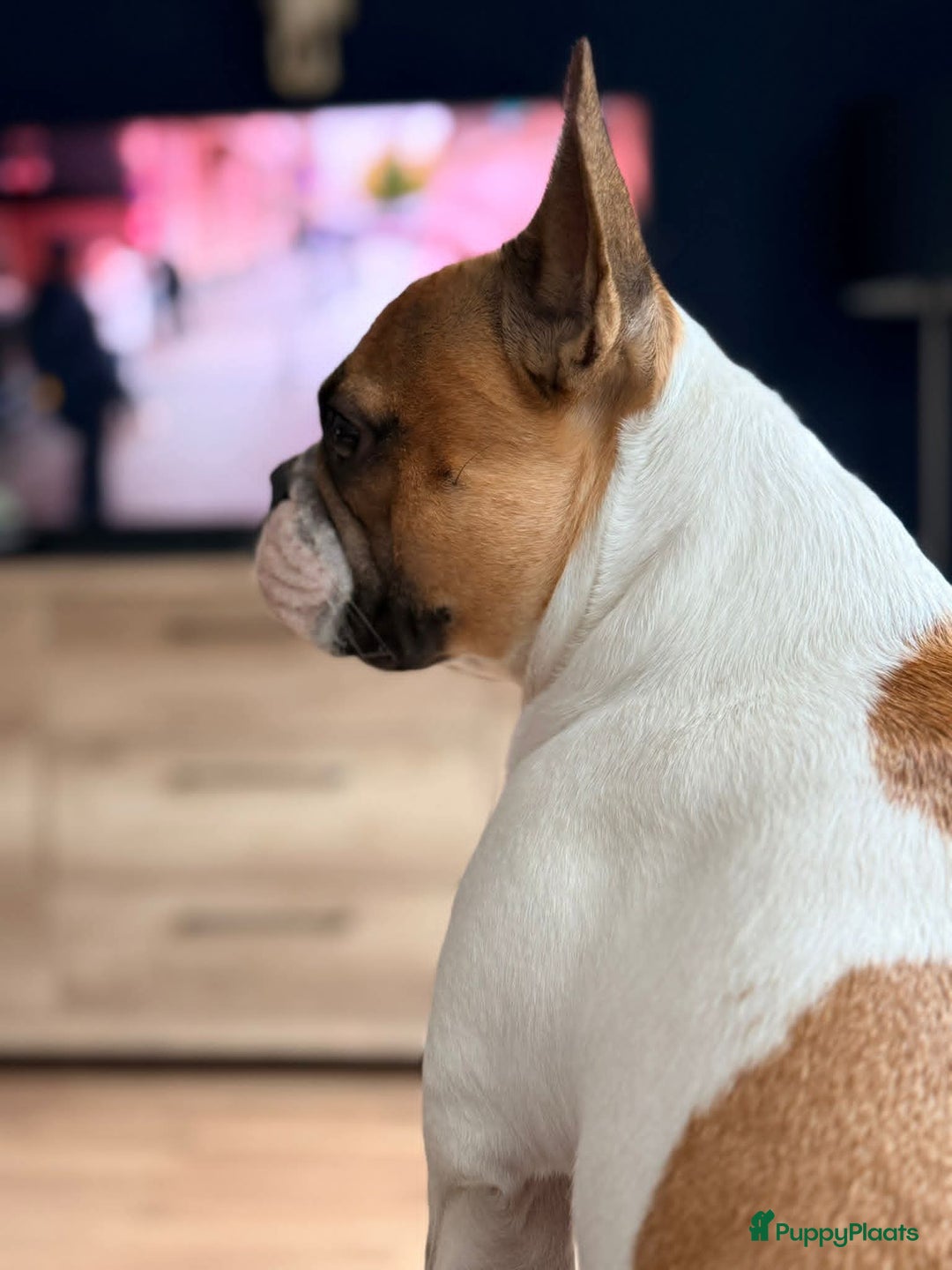 Franse Bulldog honden te koop: Franse bulldog raszuiver FCI (uitgebreid getest)  - Advertentie 16