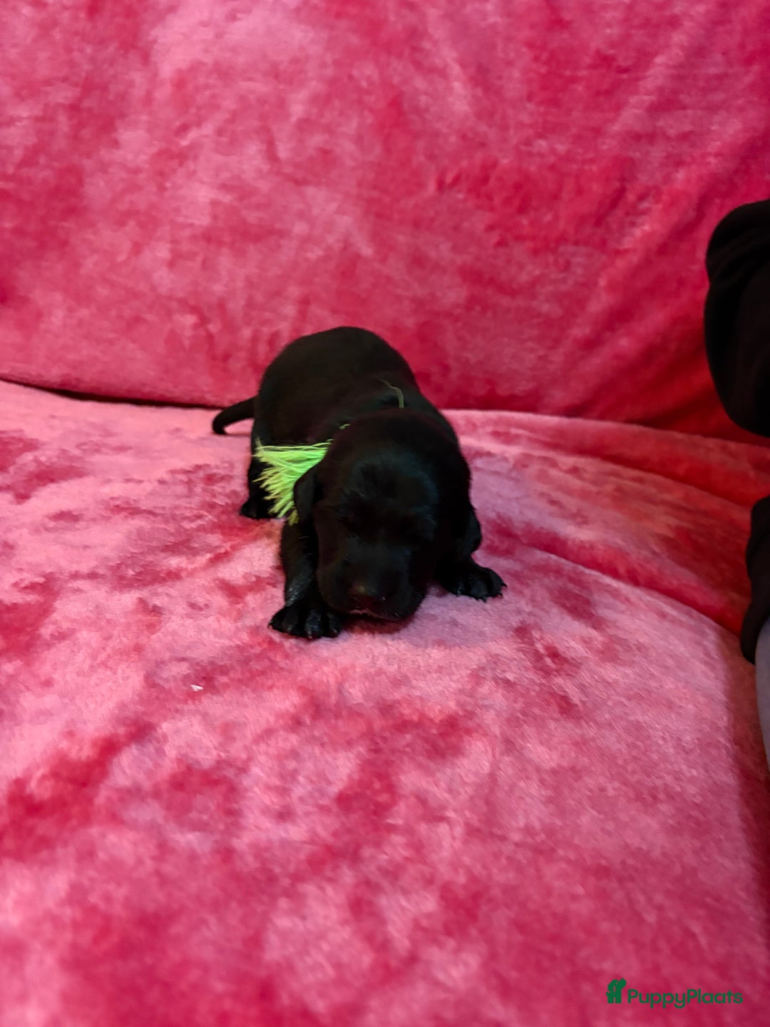 Kruising honden te koop: Labrador puppy’s - Advertentie 10