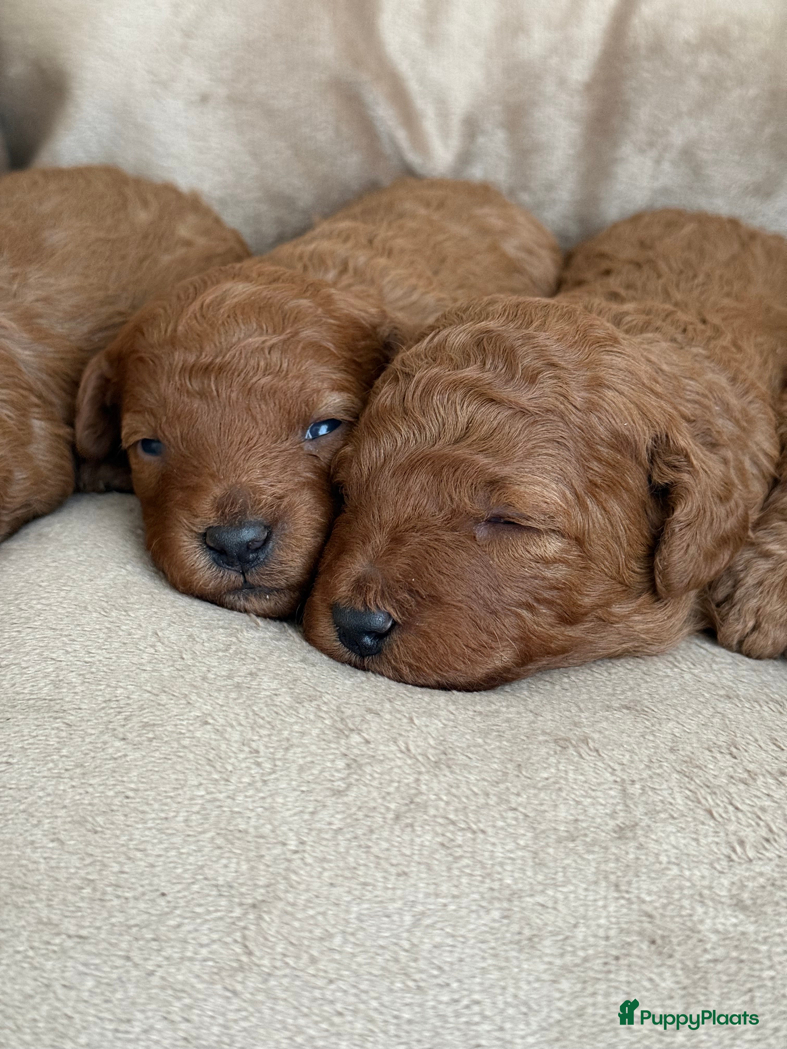 Kruising honden Dwergpoedelpuppy  - Advertentie 1