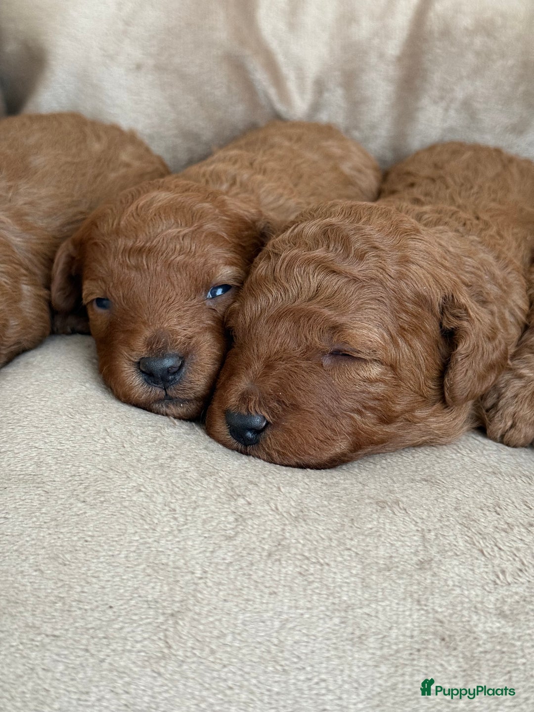 Kruising honden te koop: Dwergpoedelpuppy  - Advertentie 1