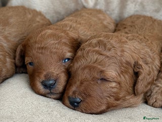 Kruising honden Dwergpoedelpuppy - Advertentie 1