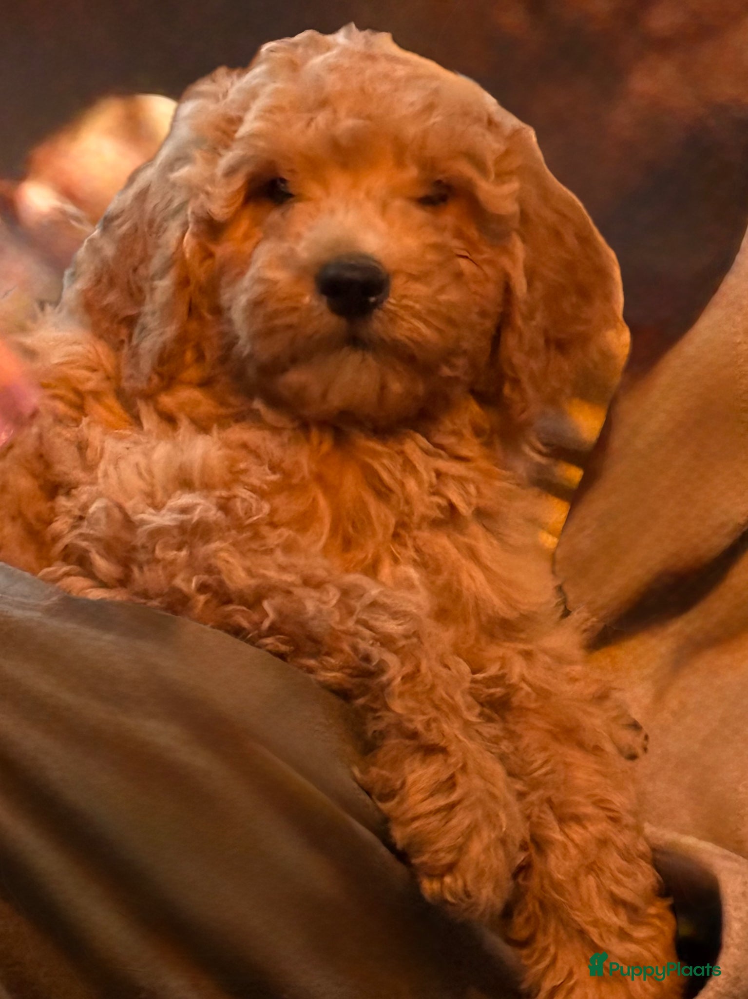 Labradoodle honden Labradoodle  - Advertentie 2