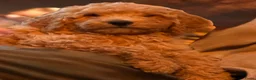 Labradoodle honden te koop: Labradoodle  - Advertentie 3