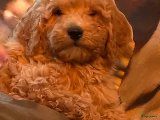 Labradoodle honden Labradoodle - Advertentie 2