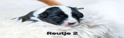 Welsh Corgi Cardigan honden te koop: Cardigan Welsh Corgi pups - Advertentie 12