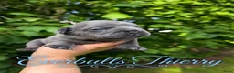 Franse Bulldog honden te koop: Franse Bulldog puppy’s !  - Advertentie 3