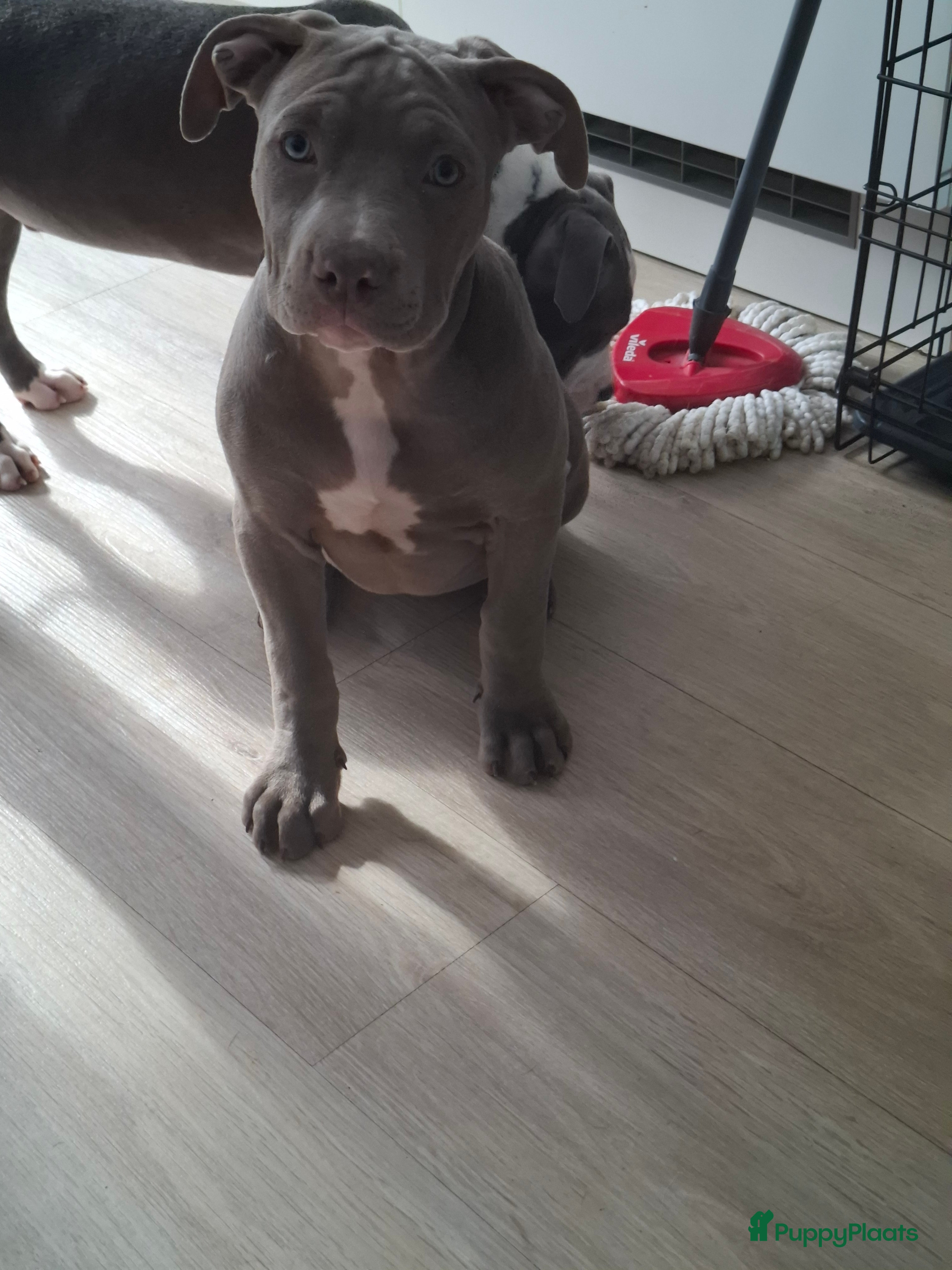 American Staffordshire Terriër honden American staffordshire terrier pups - Advertentie 2