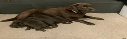 Labrador Retriever honden te koop: Zeer mooie donkerbruine labrador pups - Advertentie 5