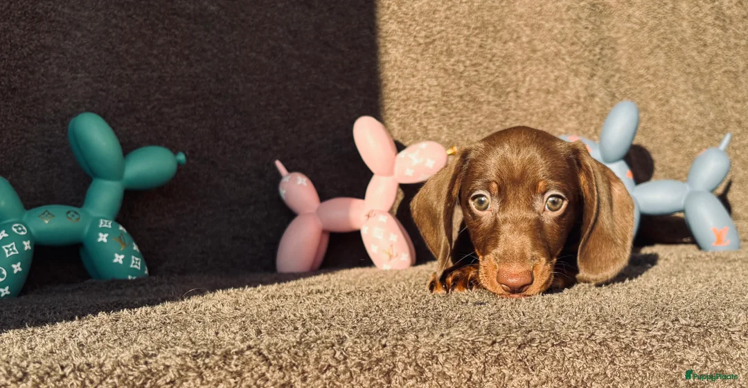 Teckel (korthaar)  honden te koop: Mooie choco ten pup - Advertentie 3